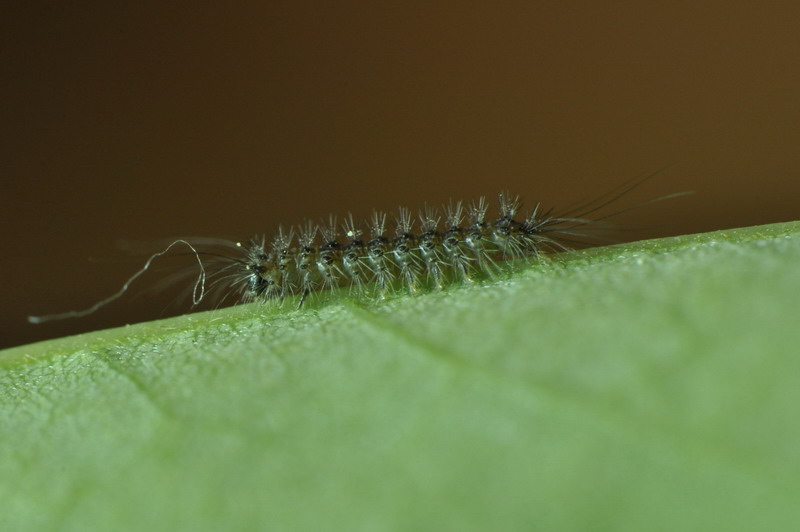 larva da identificare 2 - Lymantria dispar